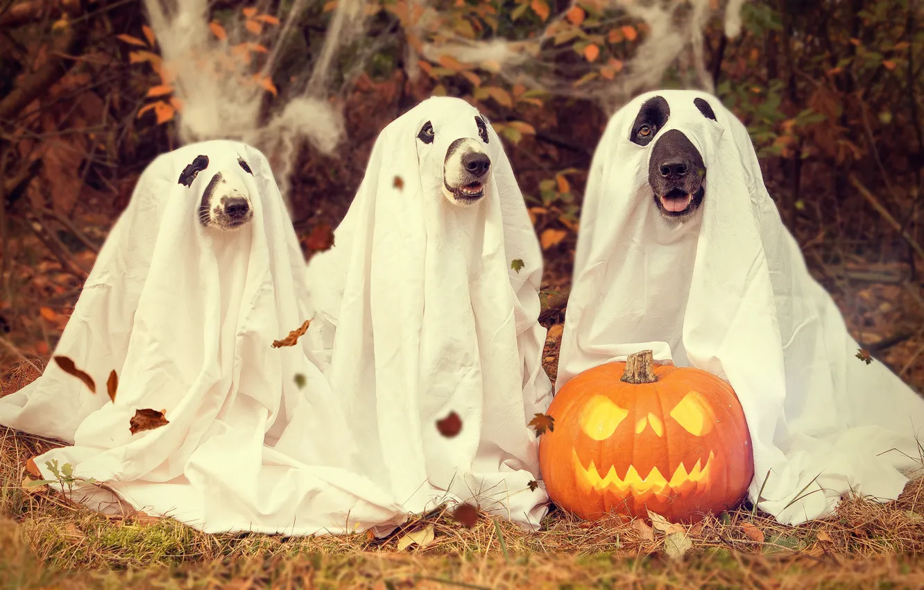 Фото обои осень, собаки, природа, костюм, дырки, наряд, тыква, образ