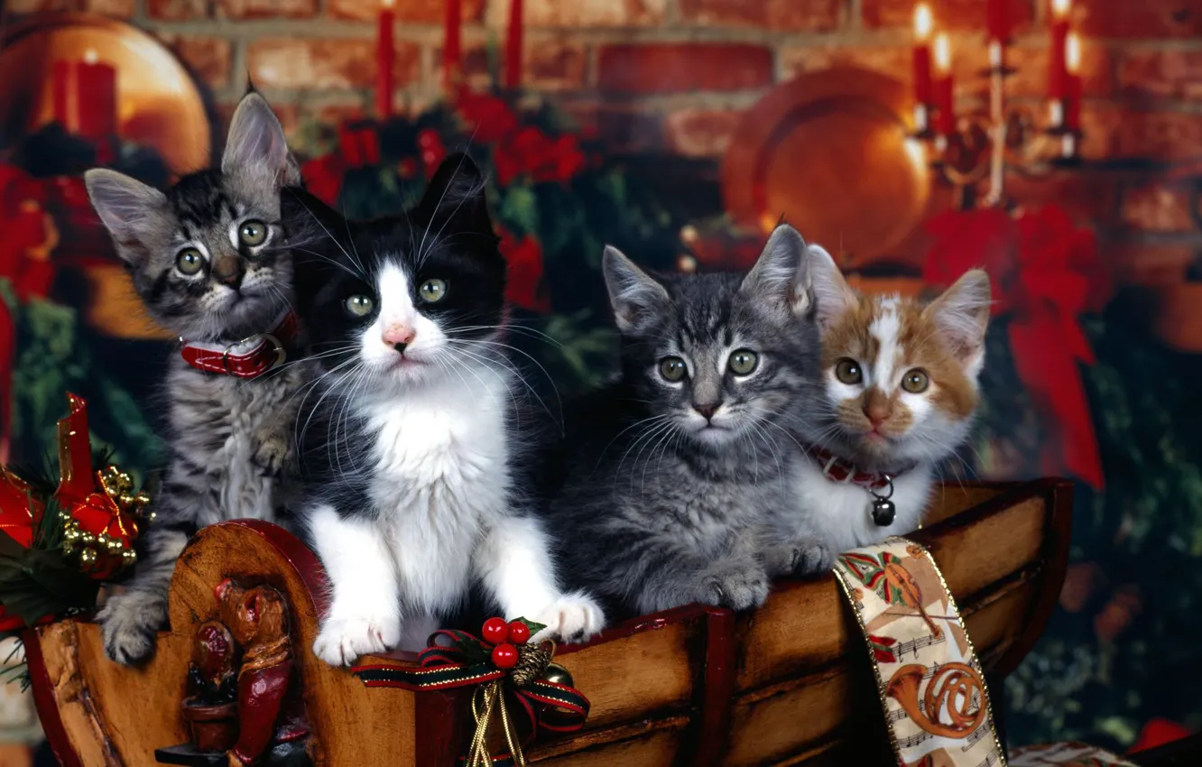 Фото обои кошки, праздник, коты, новый год, котята, ошейник, елочные украшения, четыре