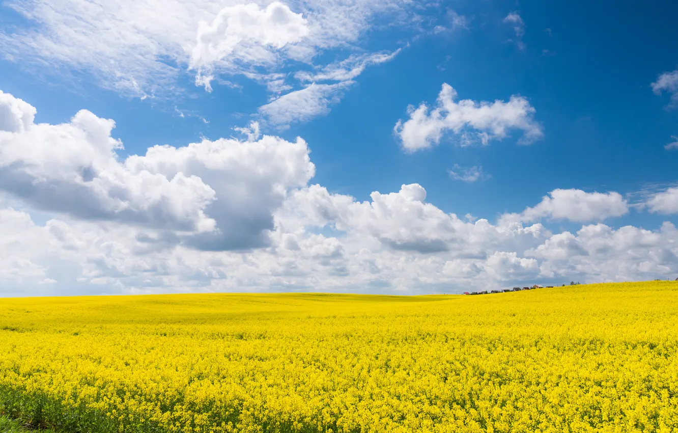 Фото обои поле, лето, небо, облака, желтый, голубой, рапс