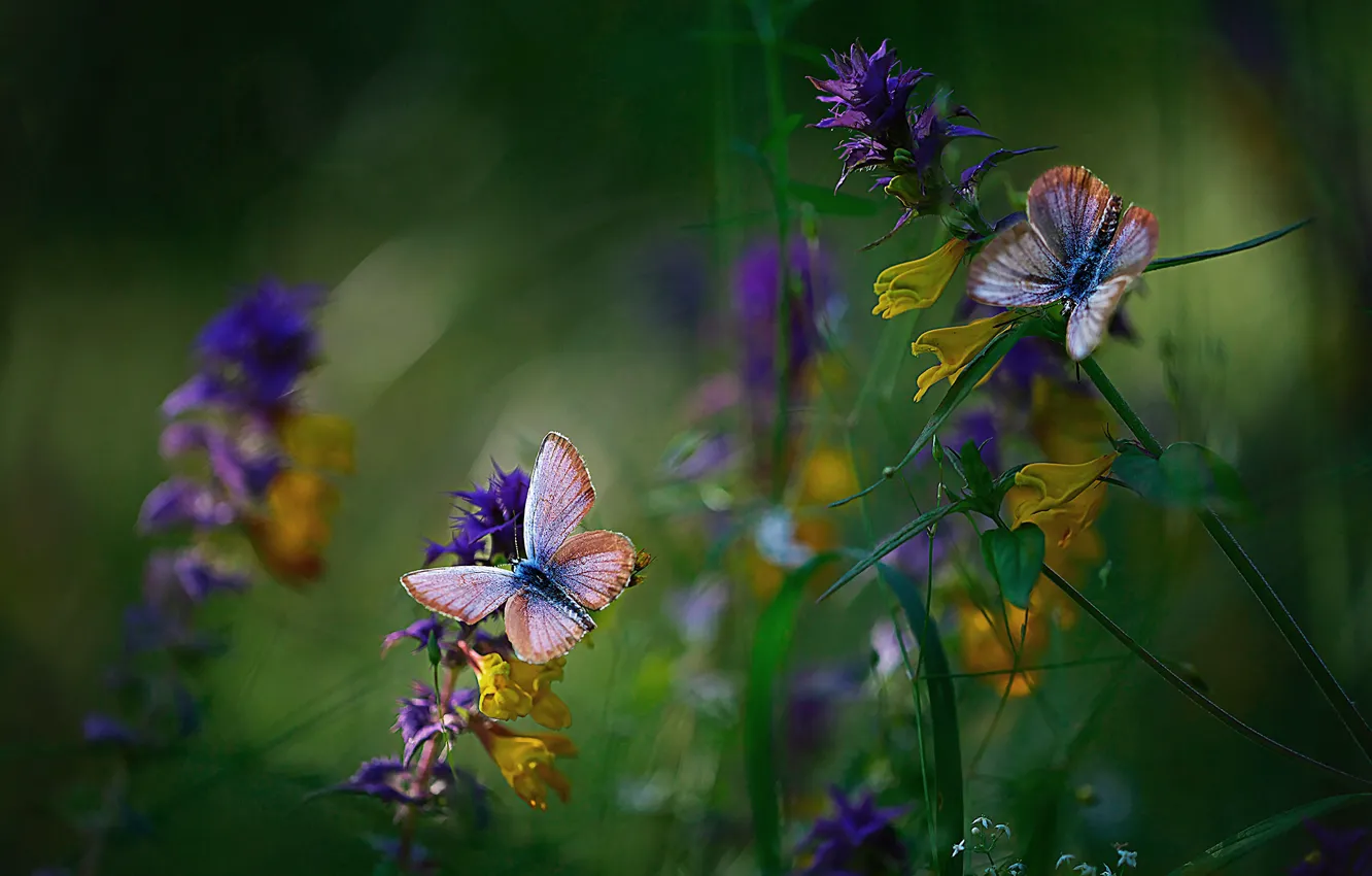 Фото обои бабочки, цветы, размытость, Мила Миронова, иван-да-марья