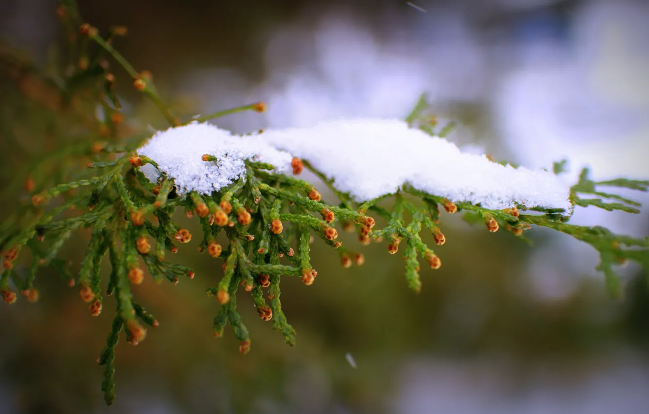 Фото обои зима, снег, природа, ёлка