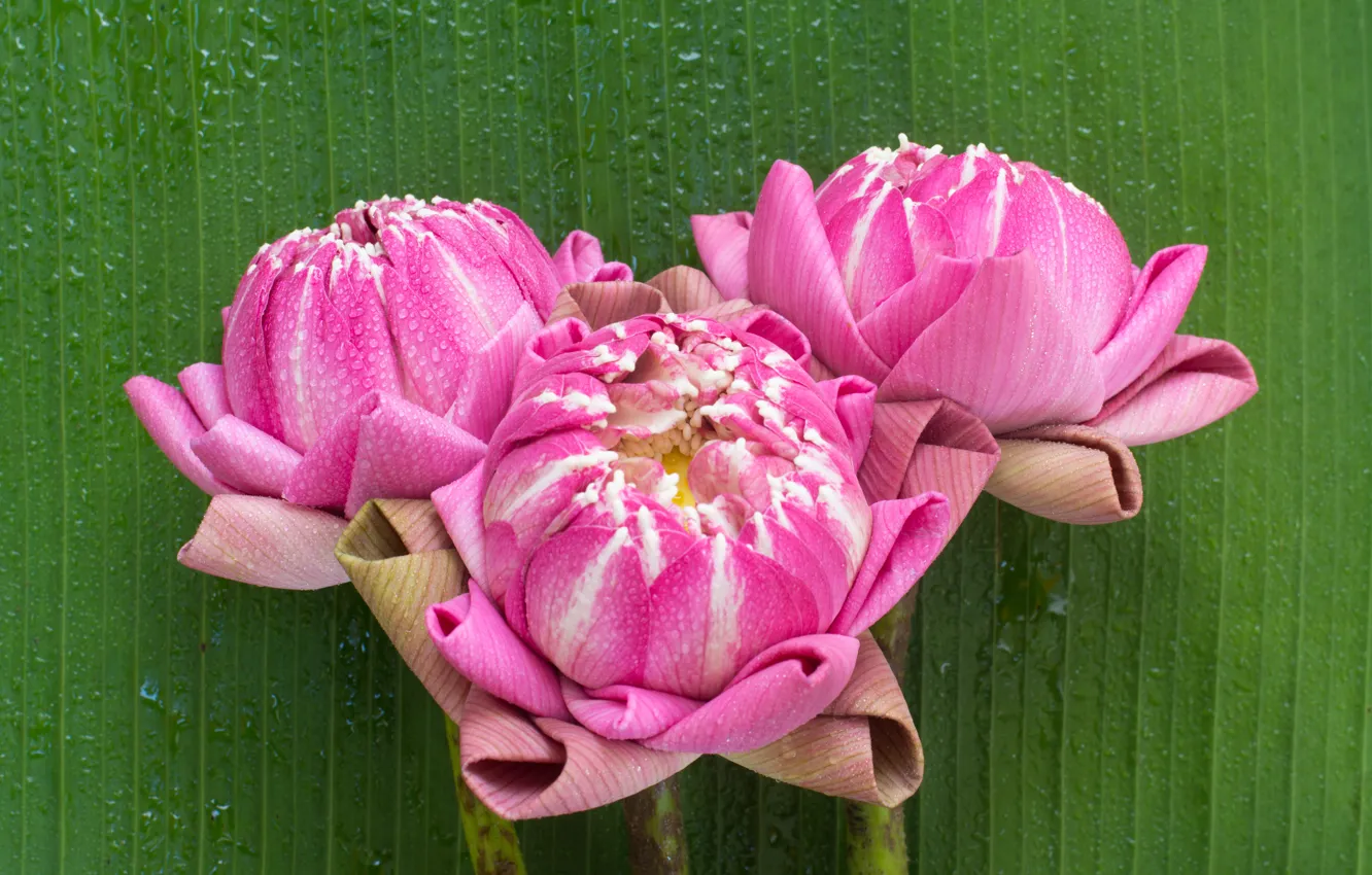 Фото обои цветы, розовый, лотос, бутоны, pink, flowers, lotus, petals
