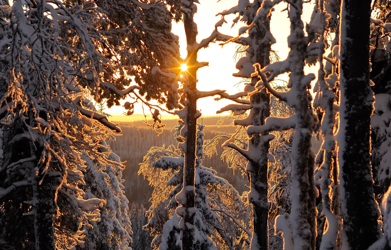 Фото обои зима, лес, Finland, Winter forest