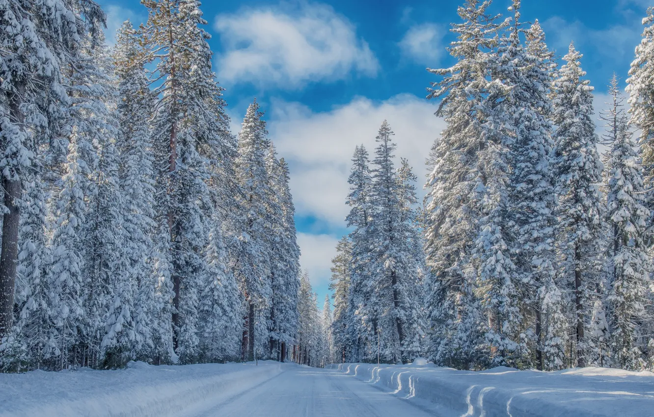 Фото обои зима, дорога, лес, небо, снег, мороз