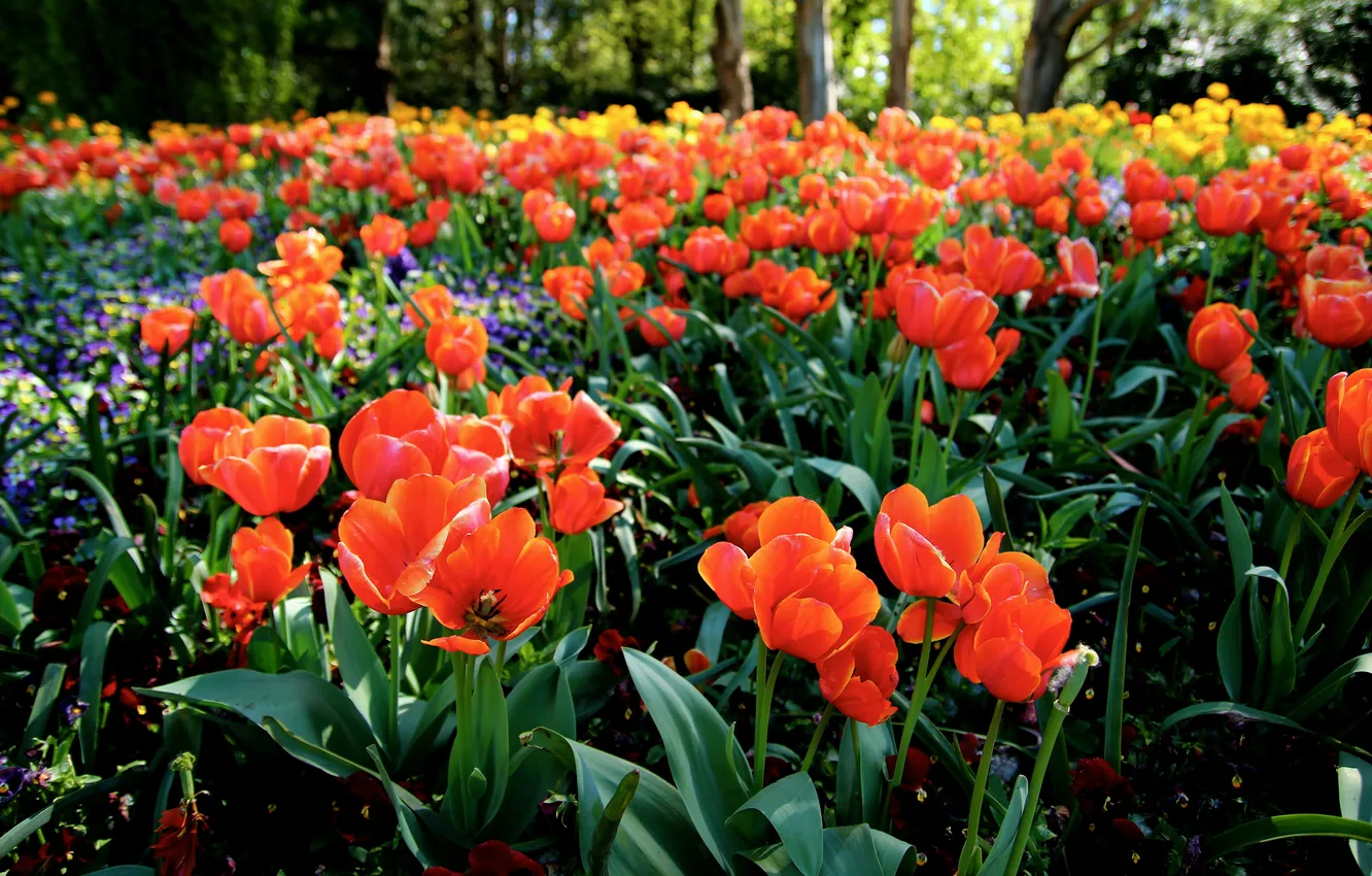 Фото обои лето, цветы, лепестки, тюльпаны, оранжевые