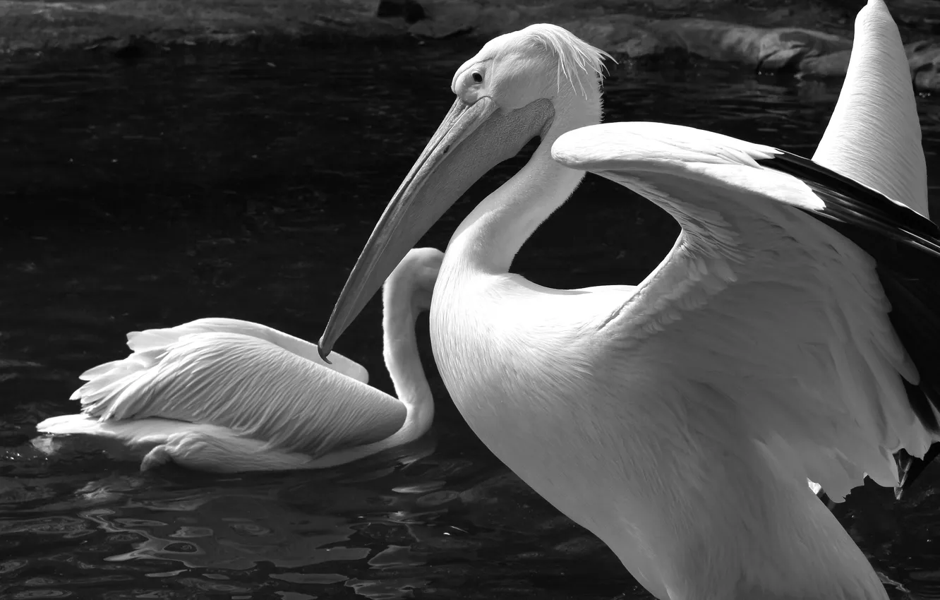 Фото обои вода, черно-белое, птички, пеликан