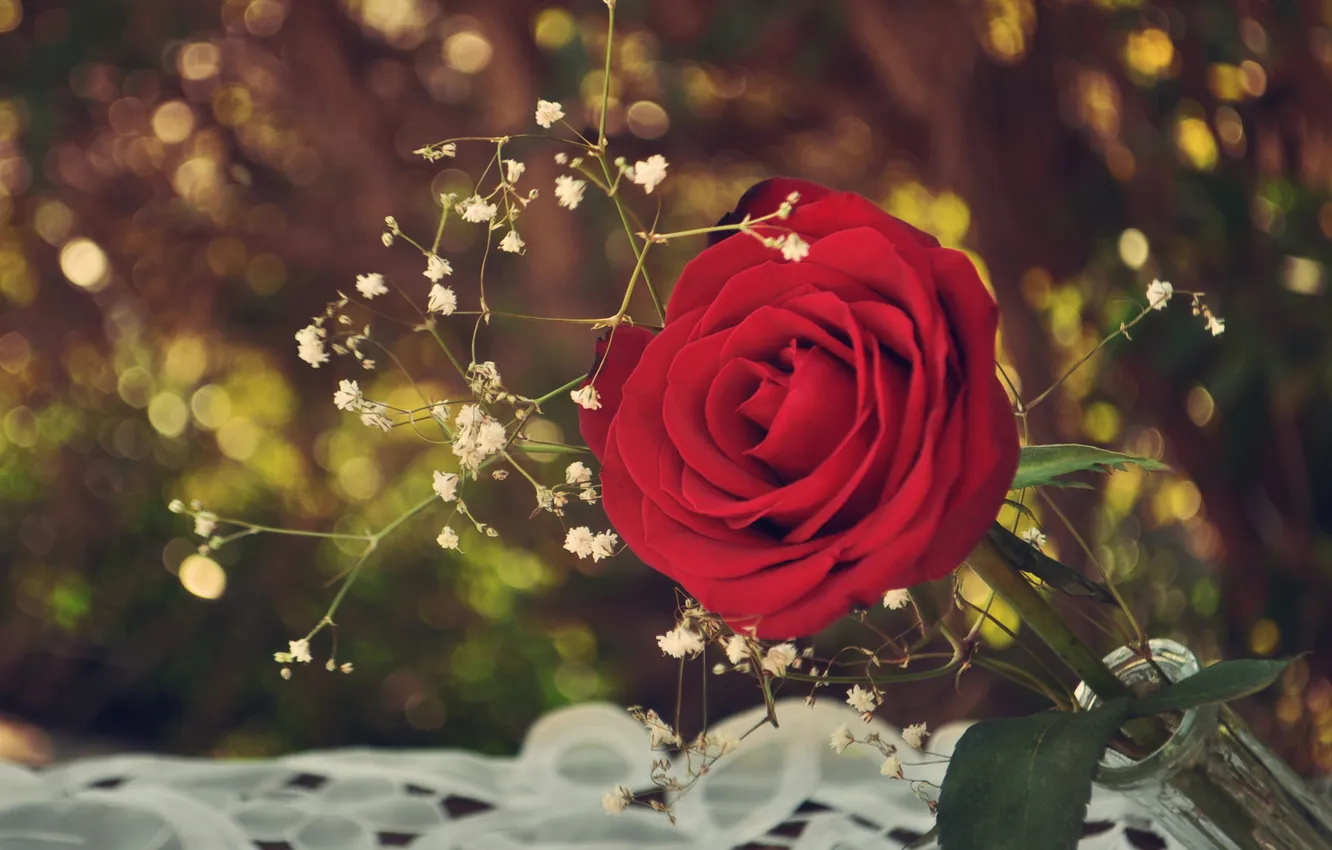 Фото обои зелень, цветок, роза, горлышко