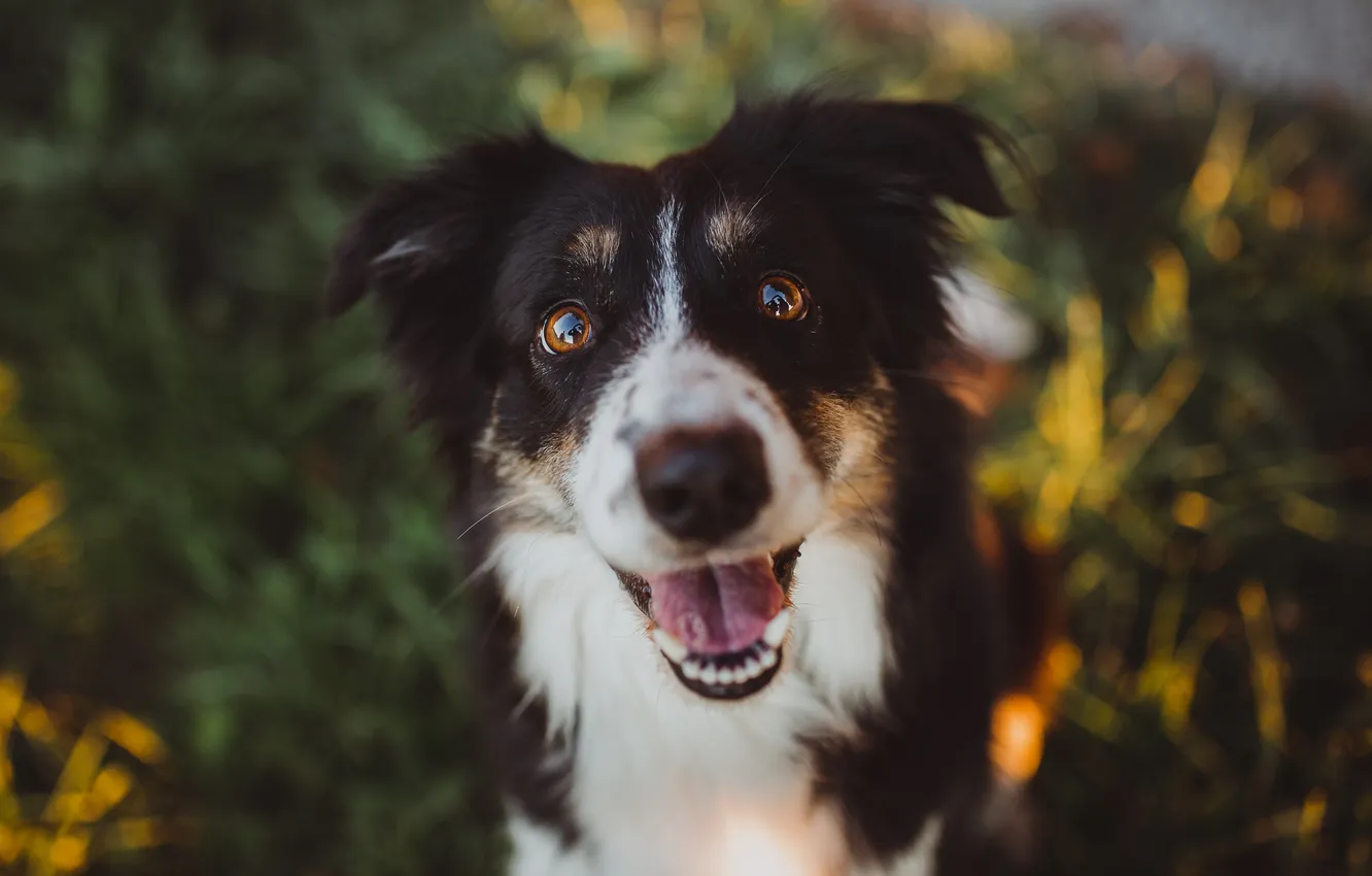 Фото обои dog, cute, collie, doggy, border collie, breed, canine, dog portrait