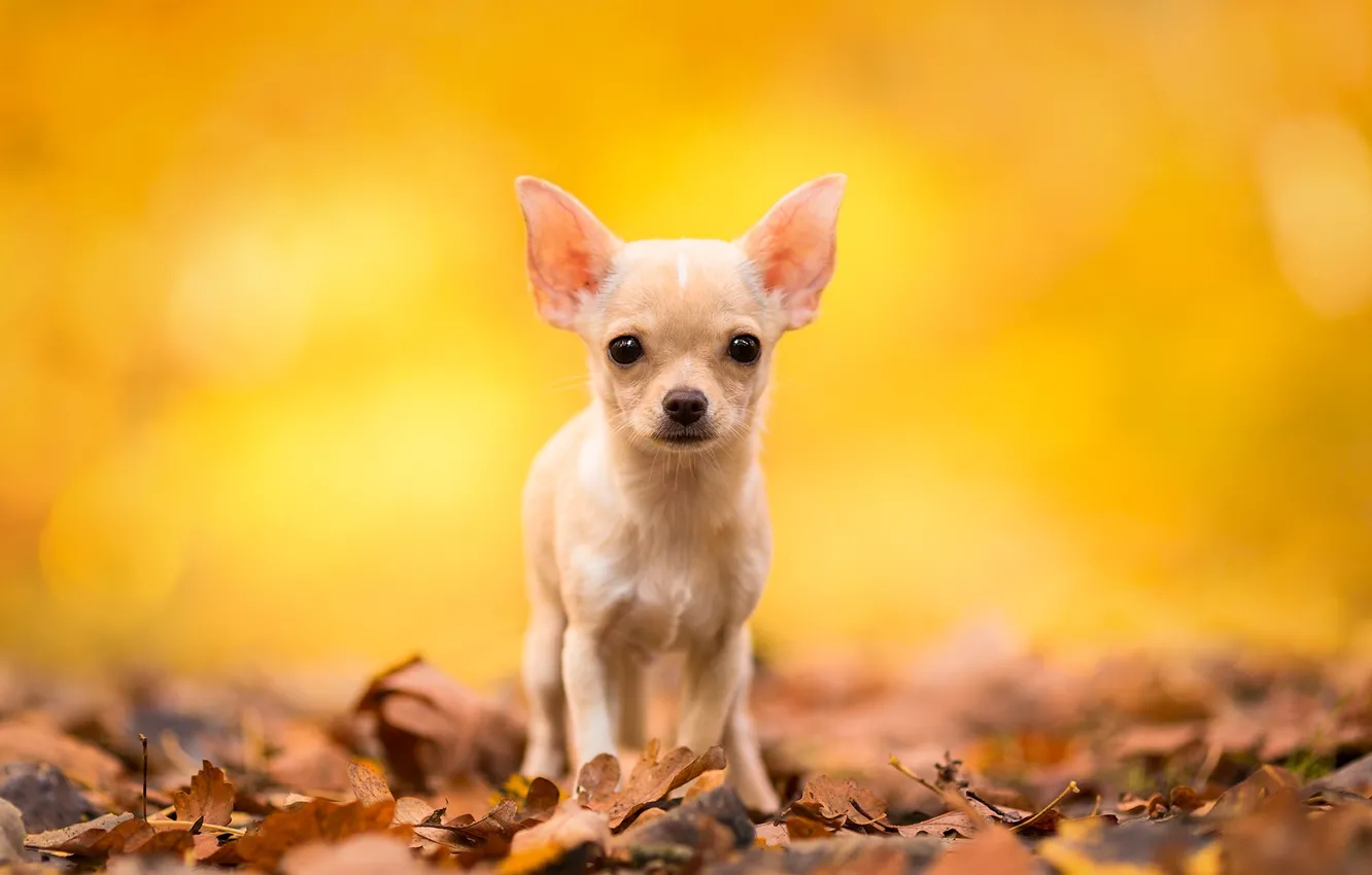 Фото обои осень, взгляд, листья, собака, чихуахуа, пёсик, собачонка
