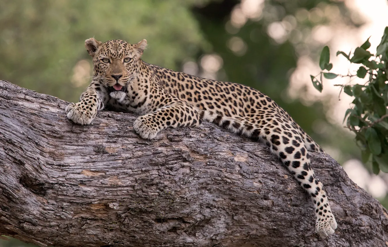 Фото обои дерево, леопард, красавец
