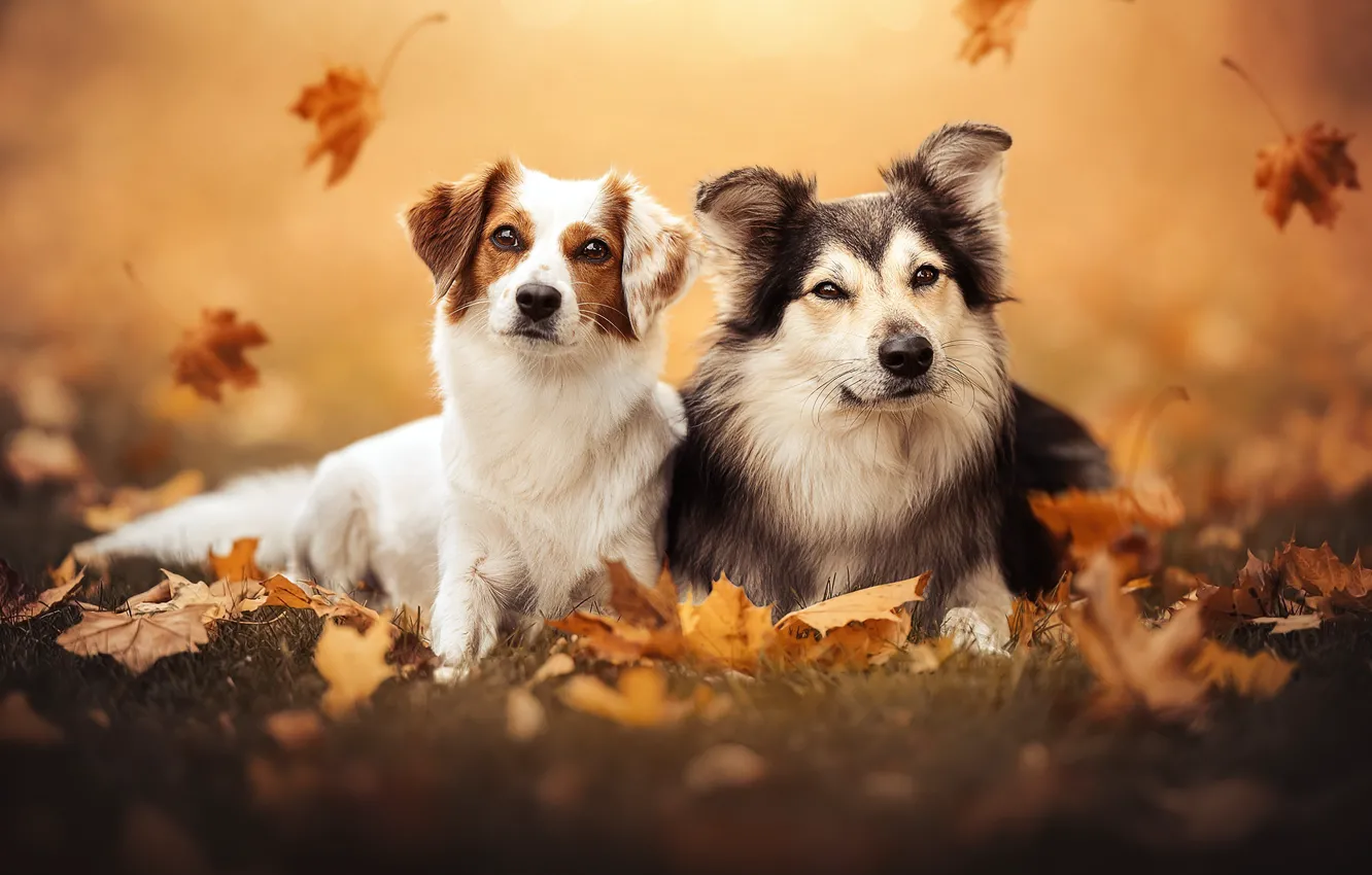 Фото обои осень, листья, парочка, друзья, две собаки