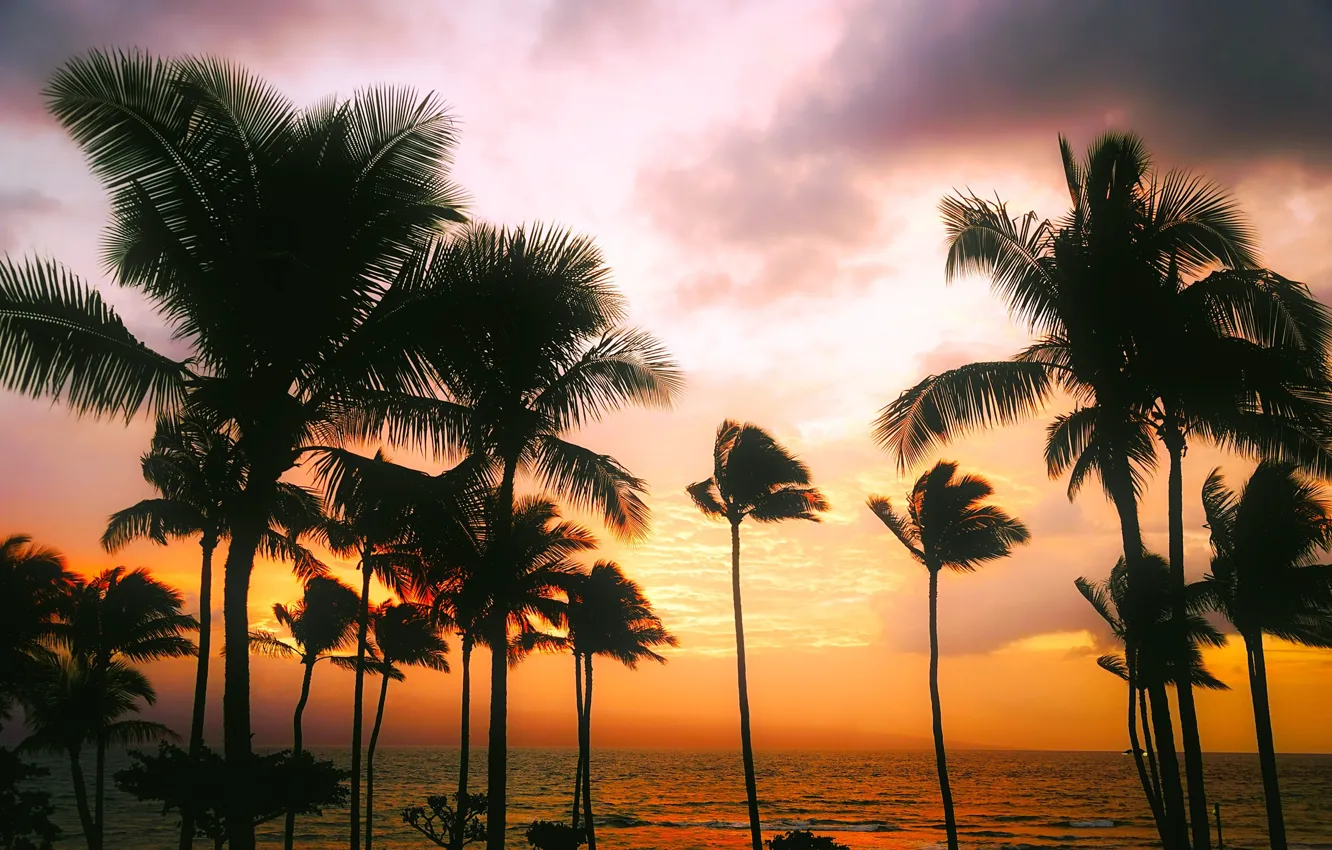 Фото обои море, небо, закат, тропики, пальмы, вечер, горизонт, Гавайи