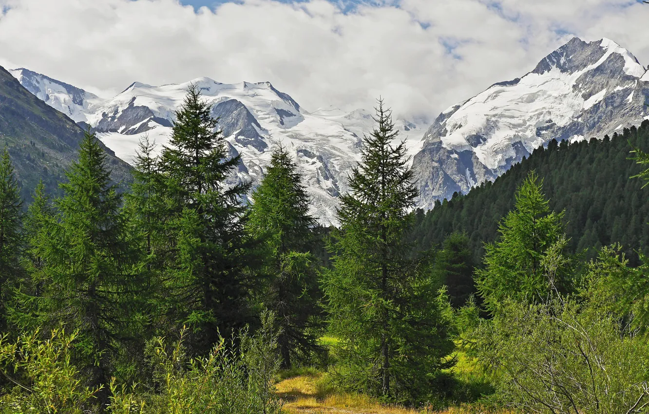 Долина высокого леса. Леса Тибета. Coniferous Forest on the Mountain. House with coniferous Trees.