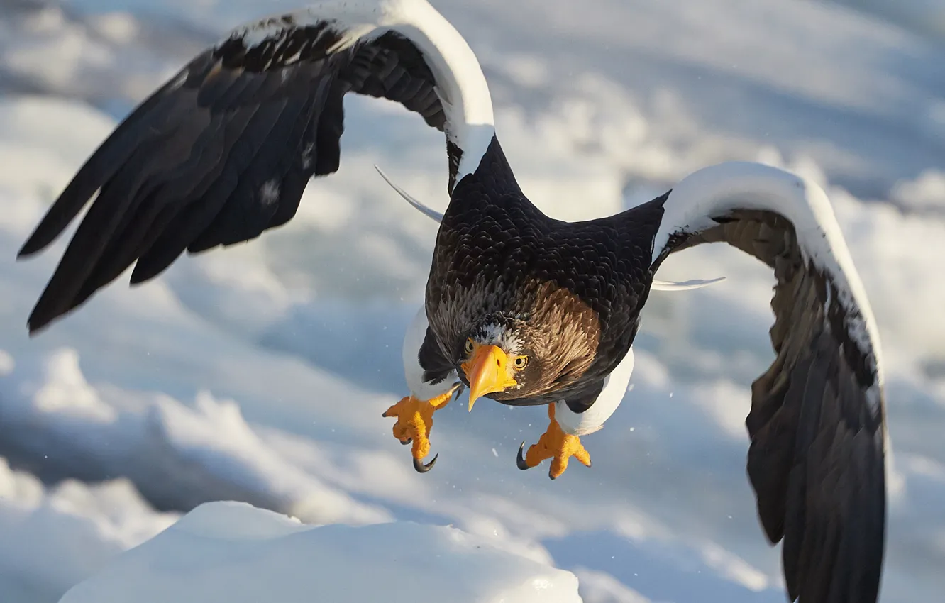 Фото обои полёт, Белоплечий орлан, семейства ястребиных, крупная хищная птица