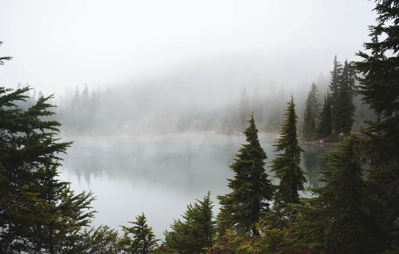 Фото обои лес, деревья, природа, туман, озеро, Канада, остров Ванкувер
