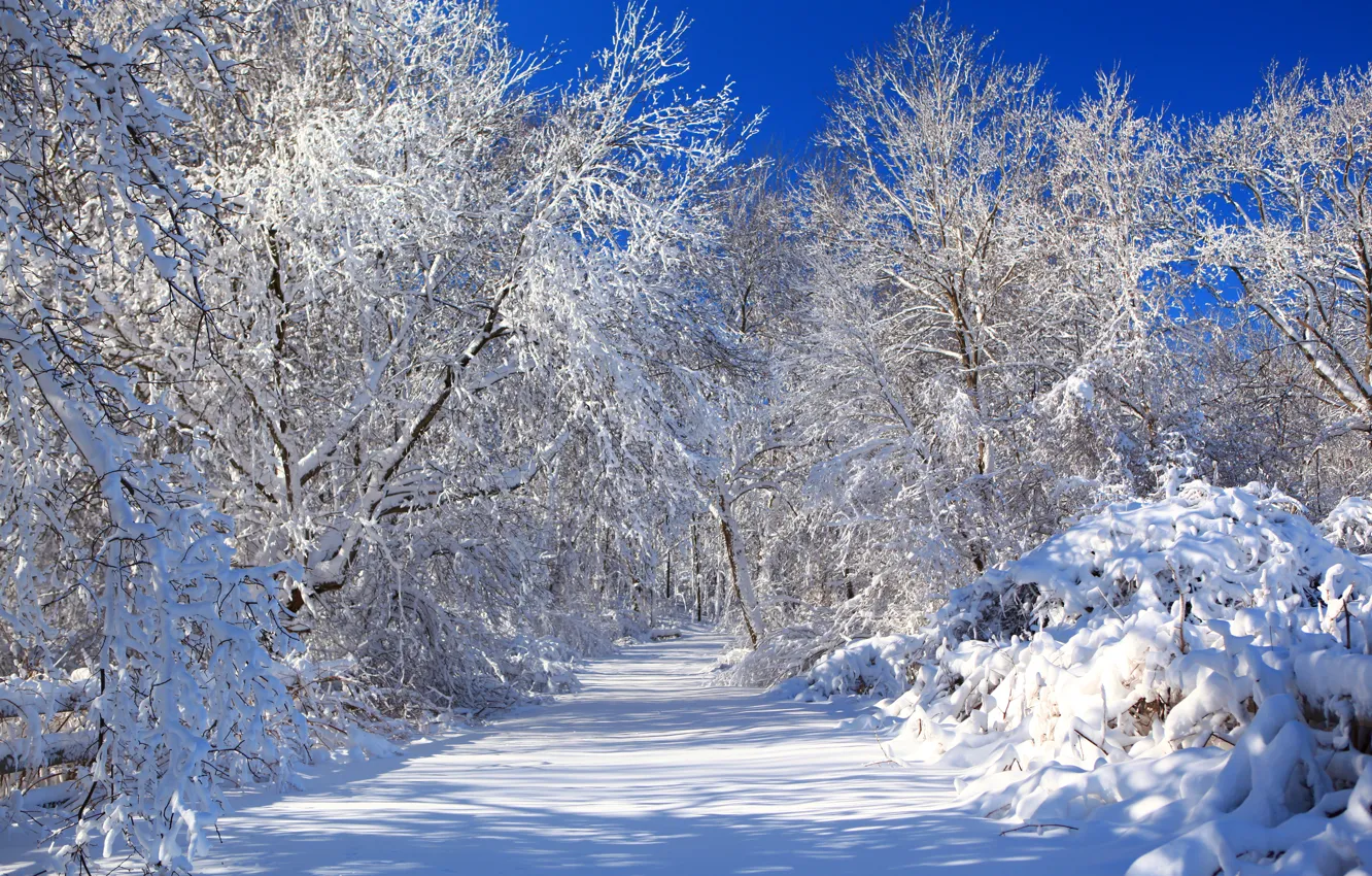 Фото обои зима, дорога, небо, снег, деревья, природа