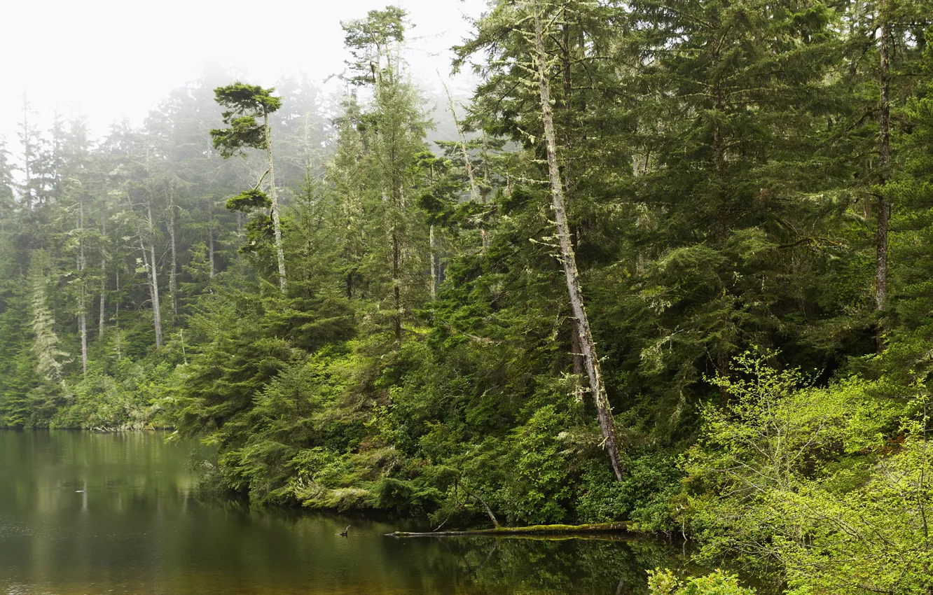 Фото обои зелень, лес, деревья, туман, озеро, США, кусты, Oregon