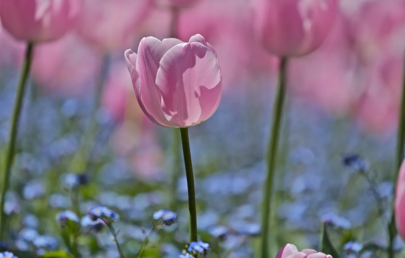 Фото обои поле, Цветы, лепестки, размытость, голубые, тюльпаны, розовые, незабудки