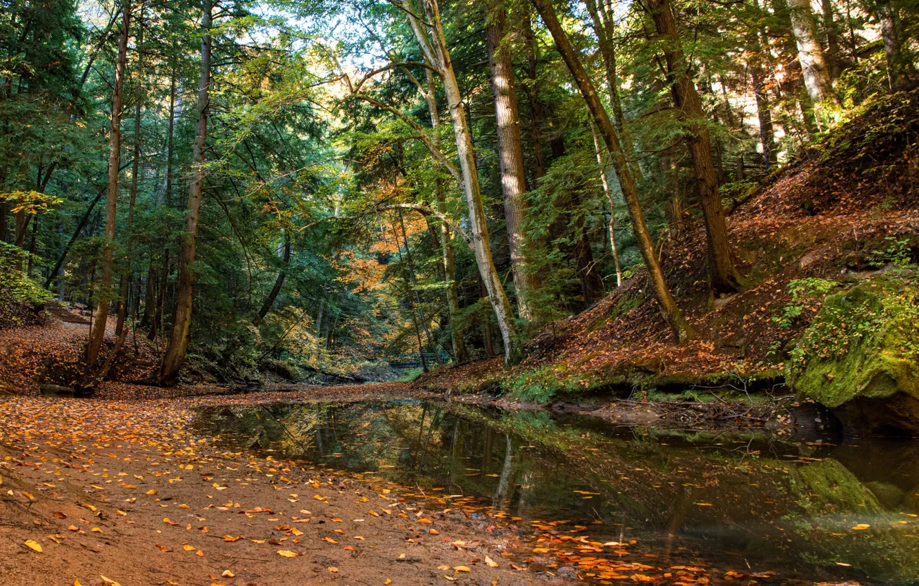 Фото обои осень, лес, деревья, ручей, Огайо, Ohio, Hocking Hills State Park