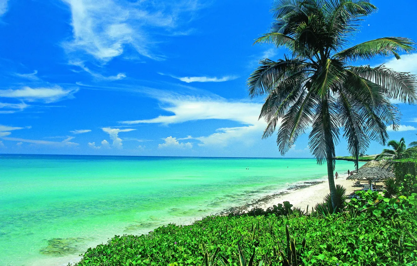 Фото обои пляж, солнце, пальма, океан, берег, красота, куба