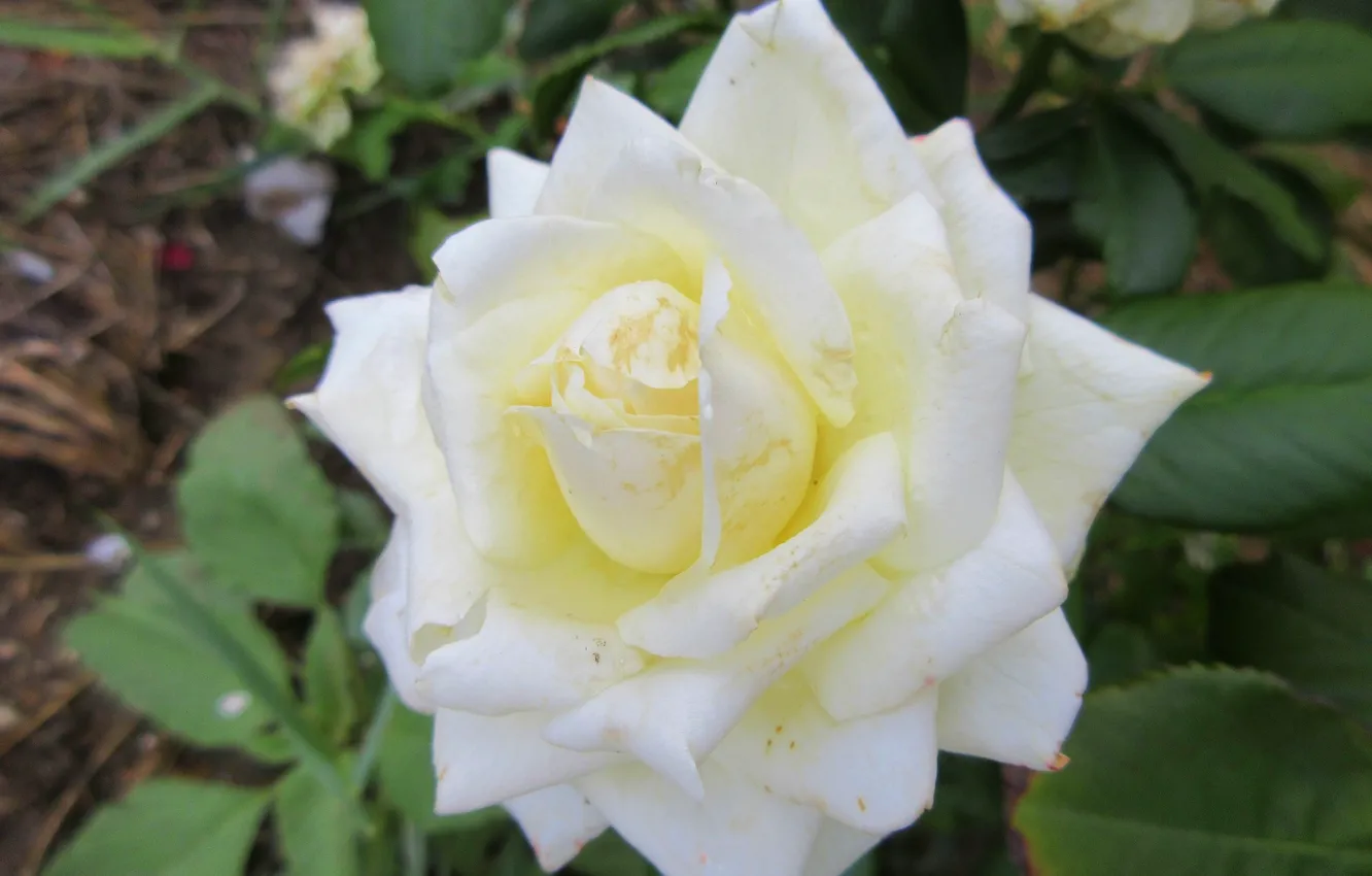 Фото обои фон, роза, белая роза, Meduzanol ©, лето 2018