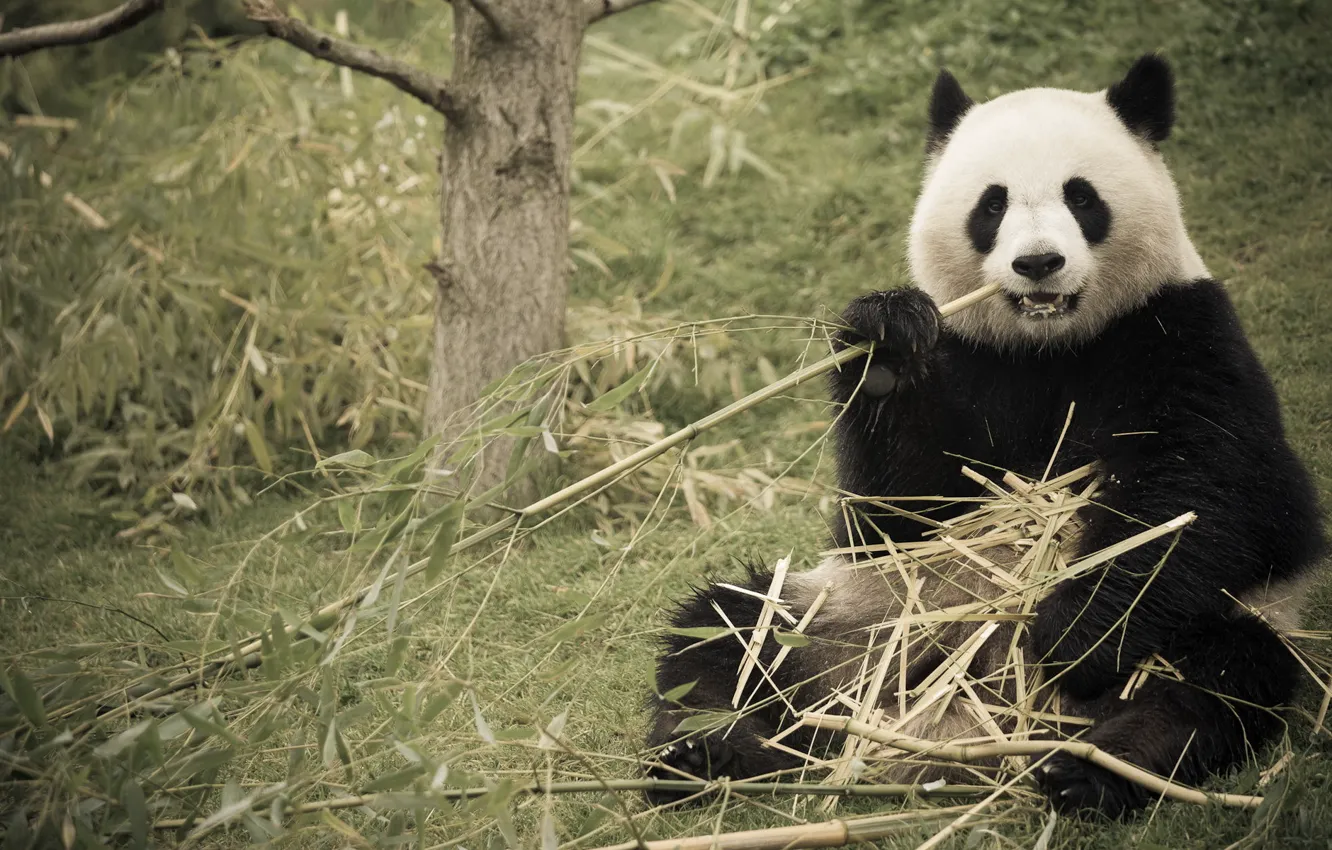 Фото обои природа, бамбук, панда