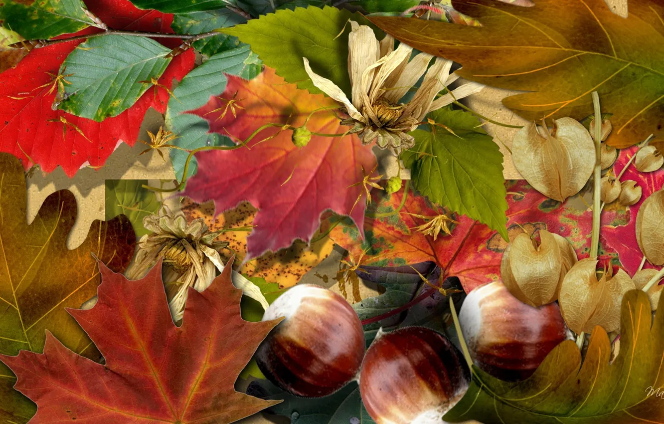 Фото обои осень, листья, природа, коллаж, орехи