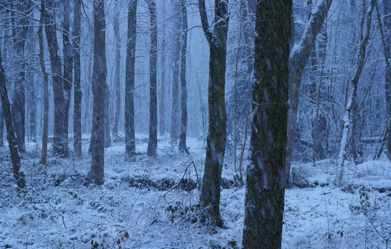 Фото обои зима, лес, снег, деревья, природа, метель