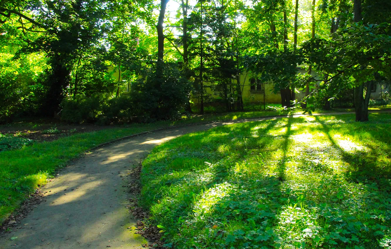 Фото обои trees, park, alley