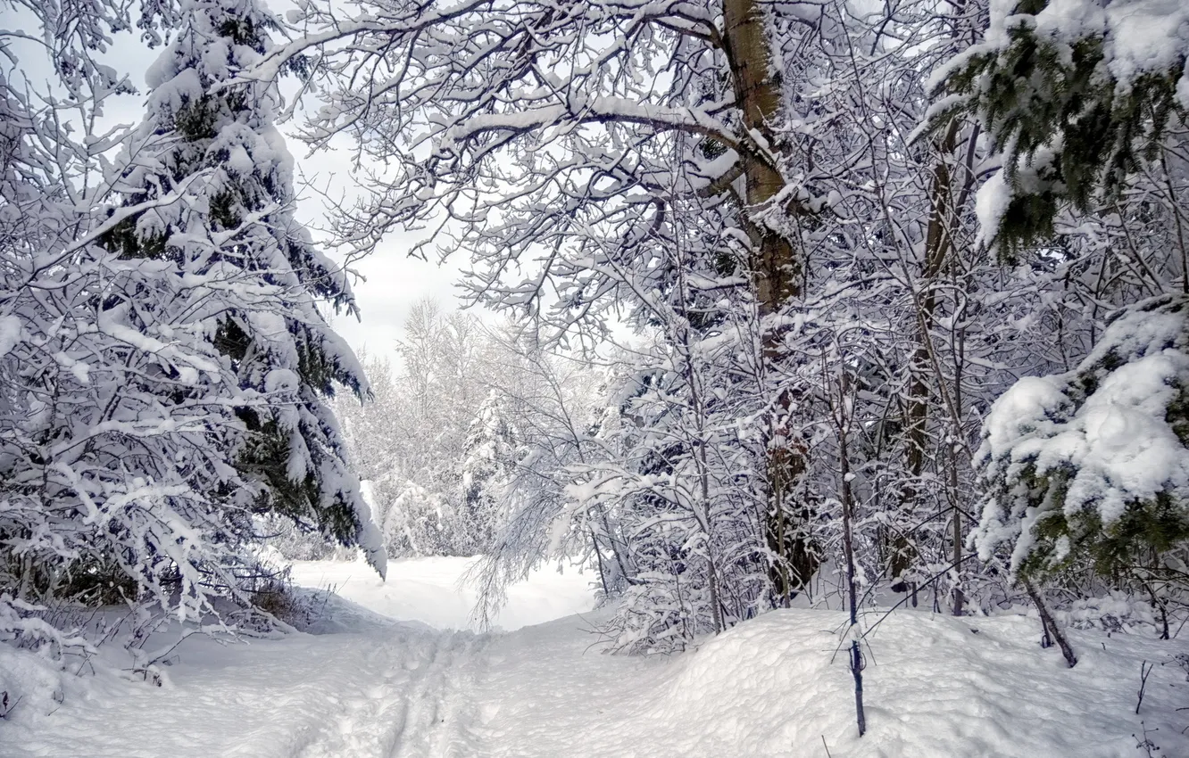 Фото обои зима, лес, снег, пейзаж, природа