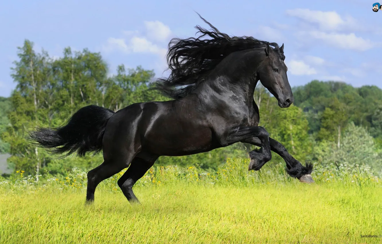Фото обои black, horse, powerful