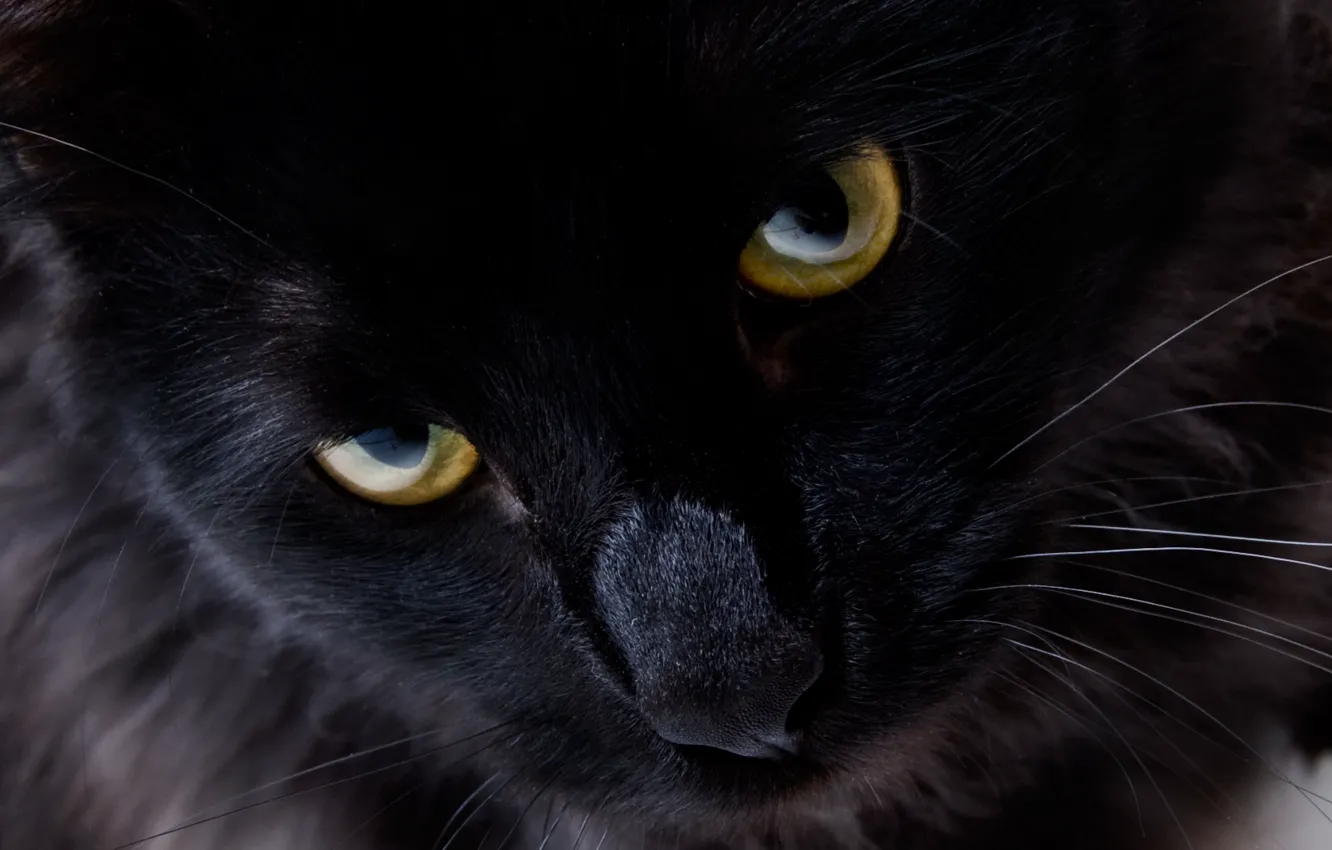 Фото обои кошка, взгляд, черный кот, глаза