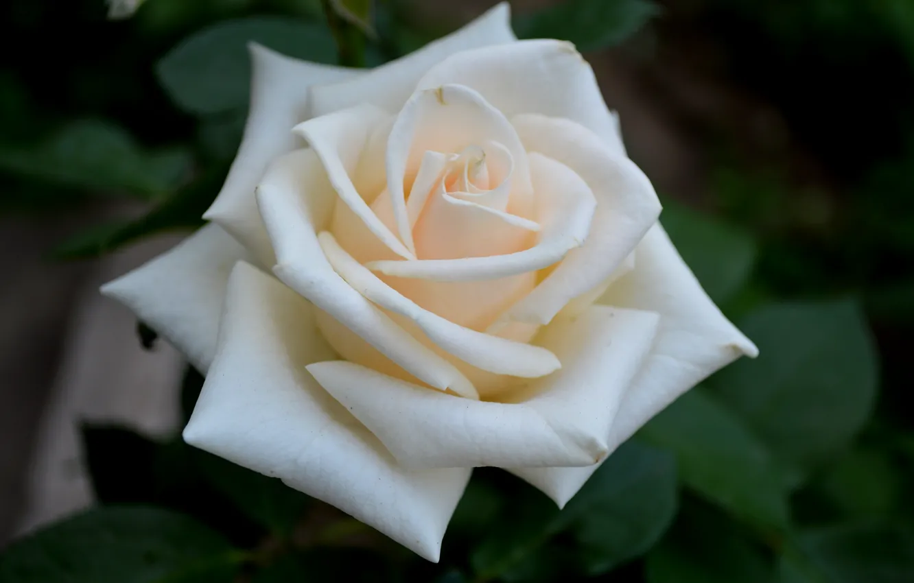 Фото обои белый, цветок, роза