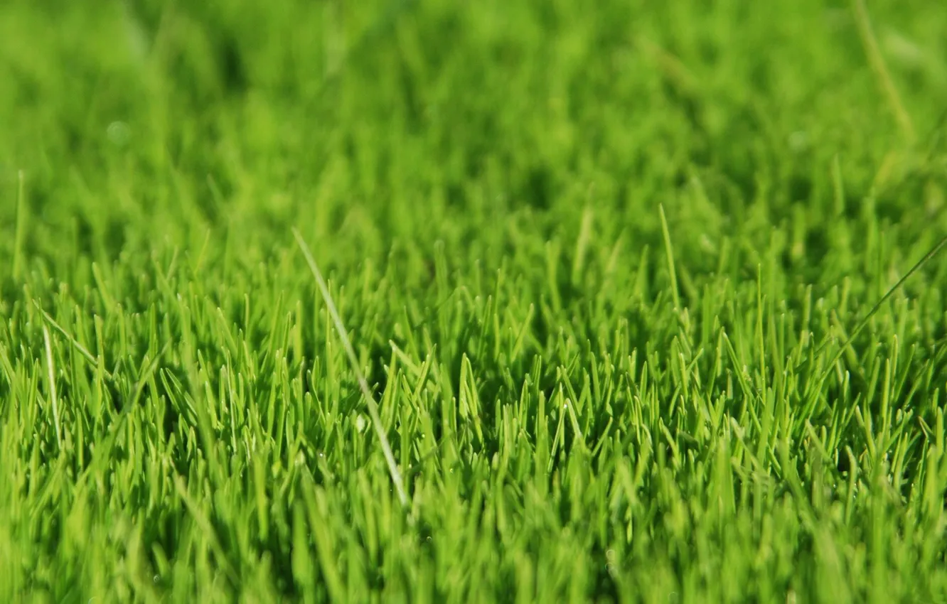 Фото обои трава, зелёный, grass