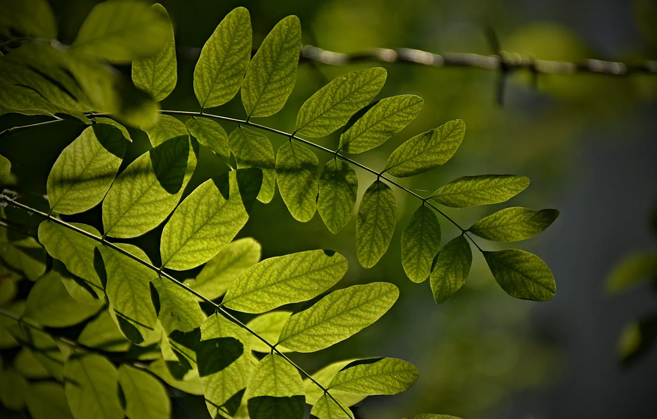 Фото обои Макро, Macro, Зелёные листья, Green leaves