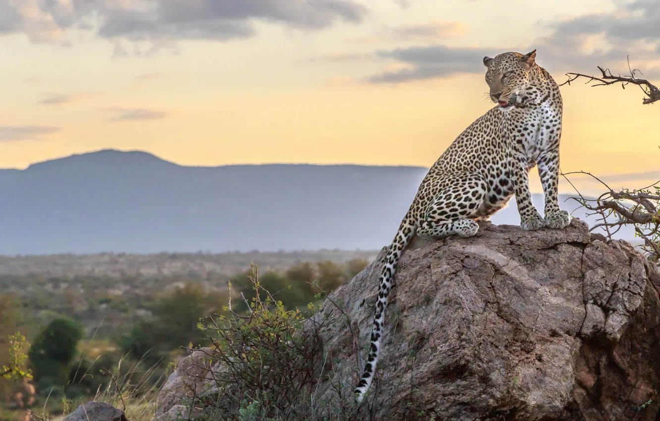 Фото обои природа, камень, леопард