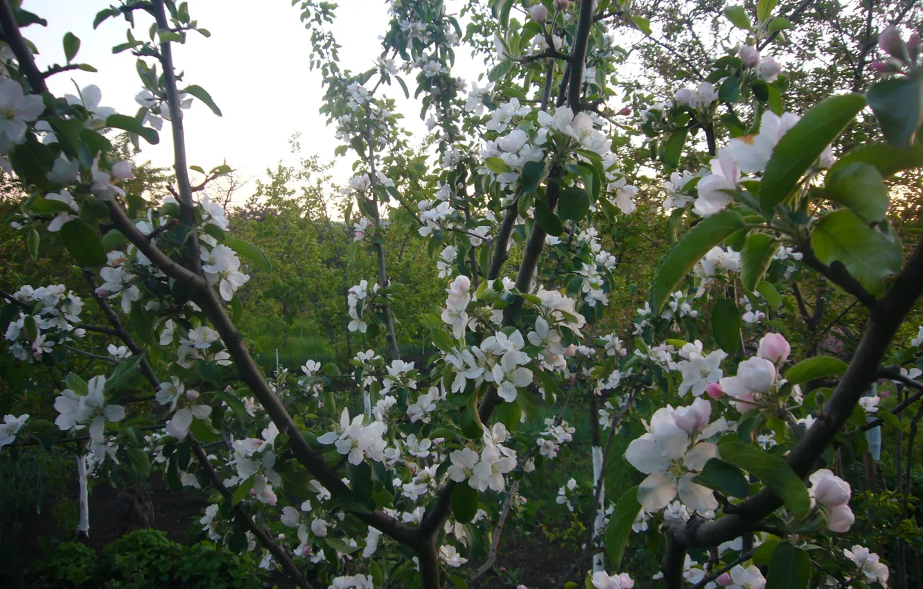 Фото обои май, яблоня, цветение