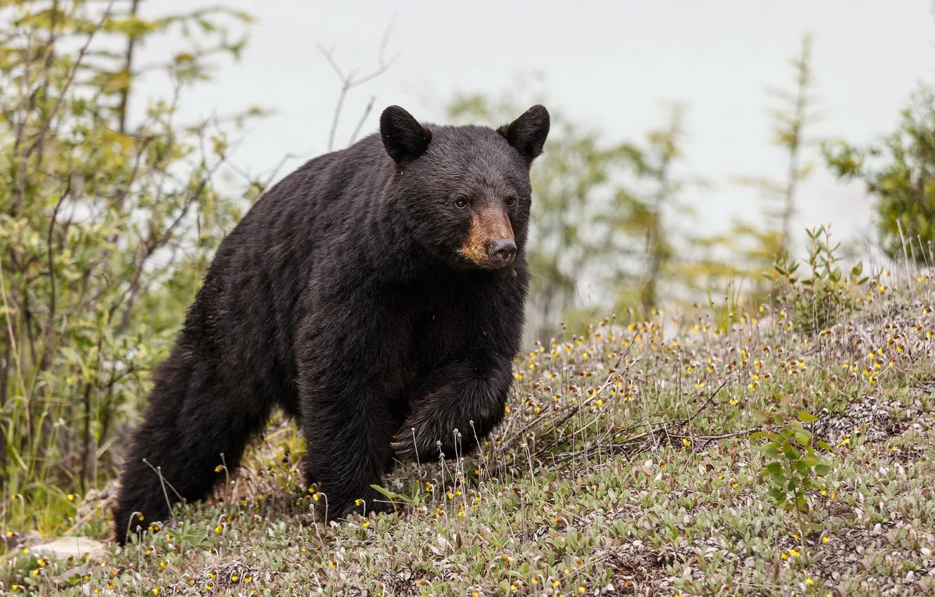 Фото обои лето, природа, North American Black Bear