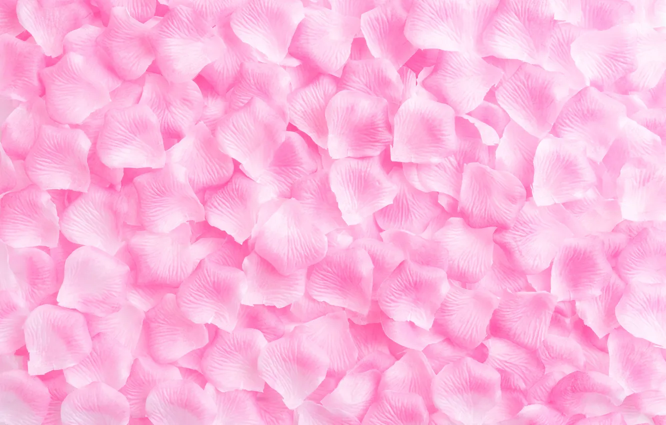 Фото обои фон, розовый, розы, лепестки, rose, pink, background, petals