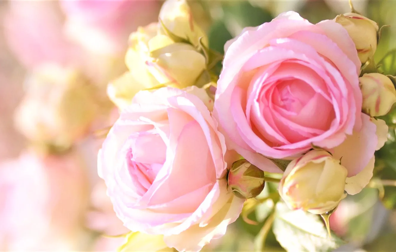 Фото обои размытость, бутоны, розовые розы
