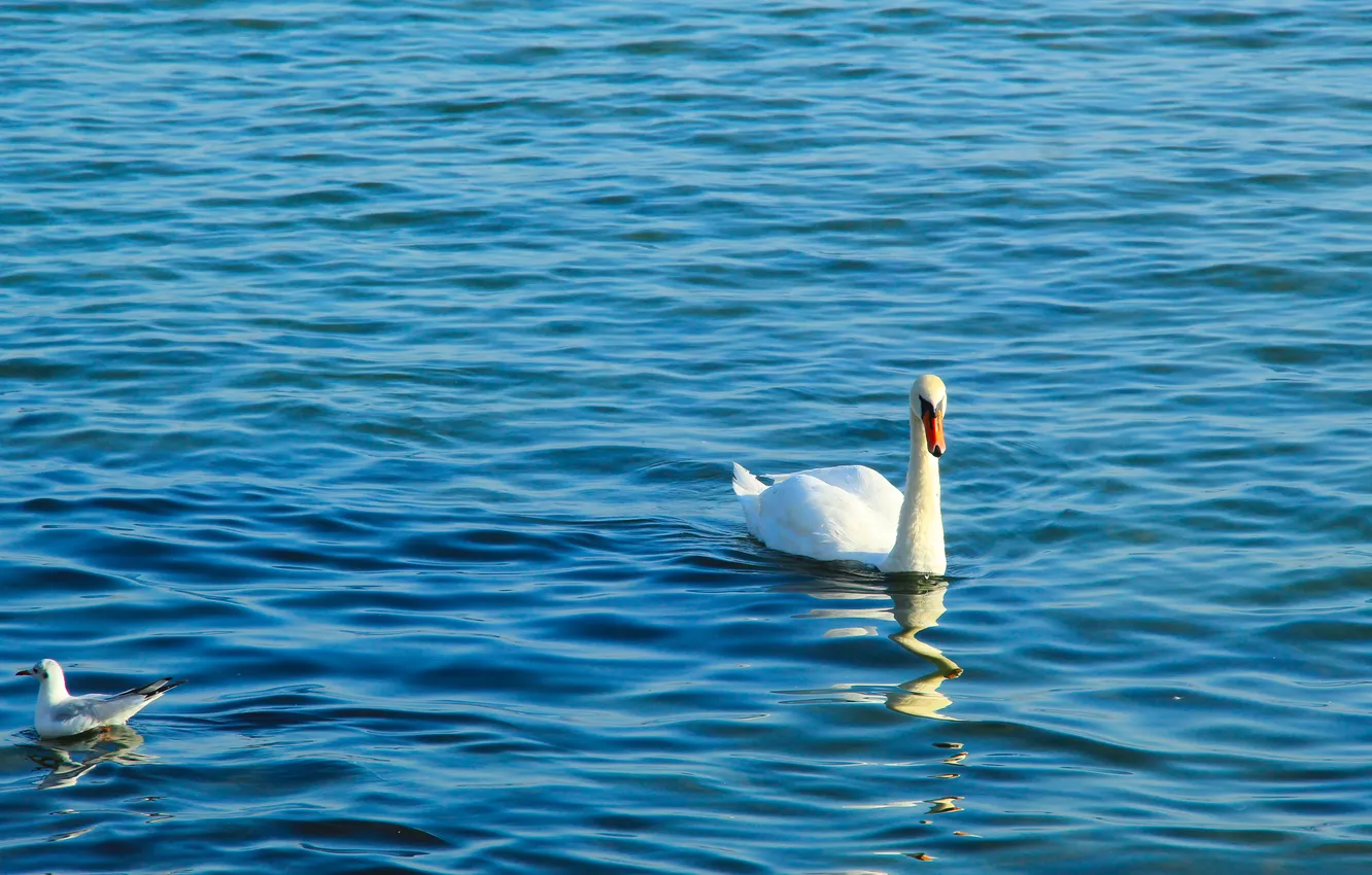 Фото обои white, swan, sea, water