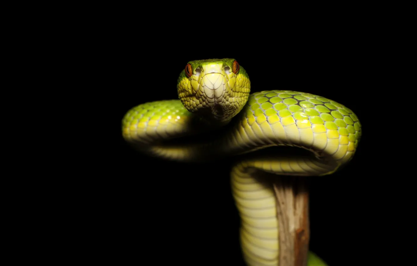 Фото обои взгляд, змея, черный фон, зеленая, сук, рептилия