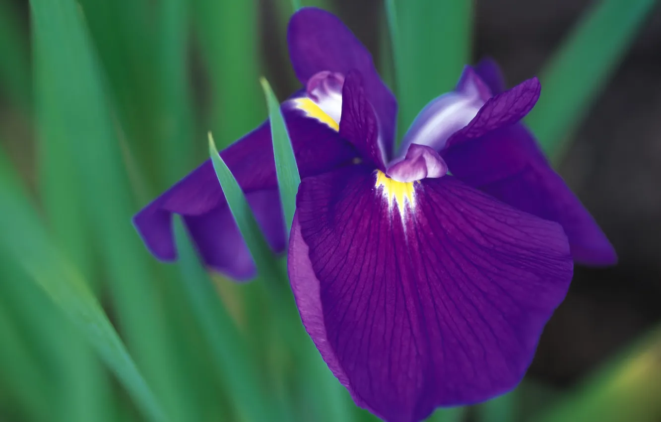 Фото обои цветок, фиолетовый, макро, растение, ирис