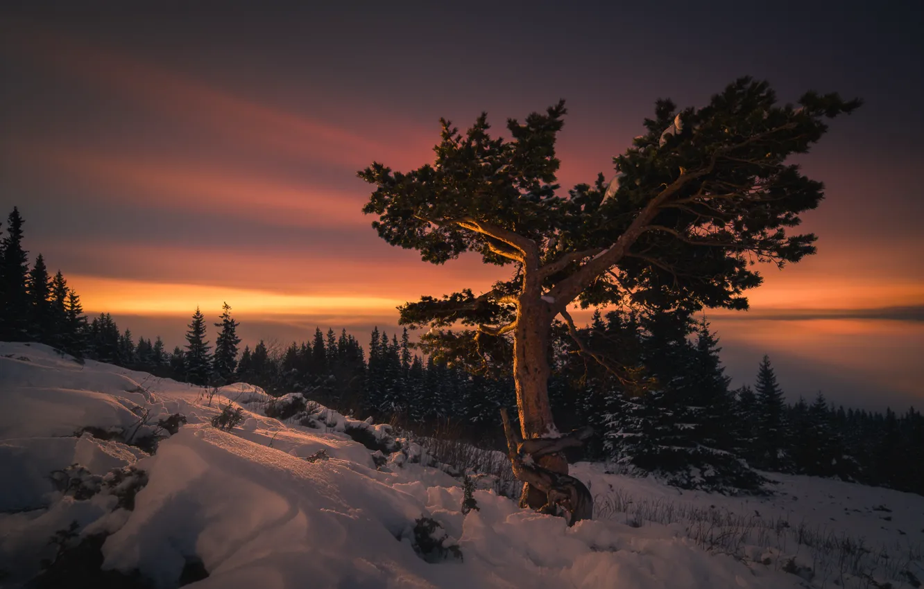 Фото обои зима, снег, деревья, пейзаж, закат, горы, природа, вечер