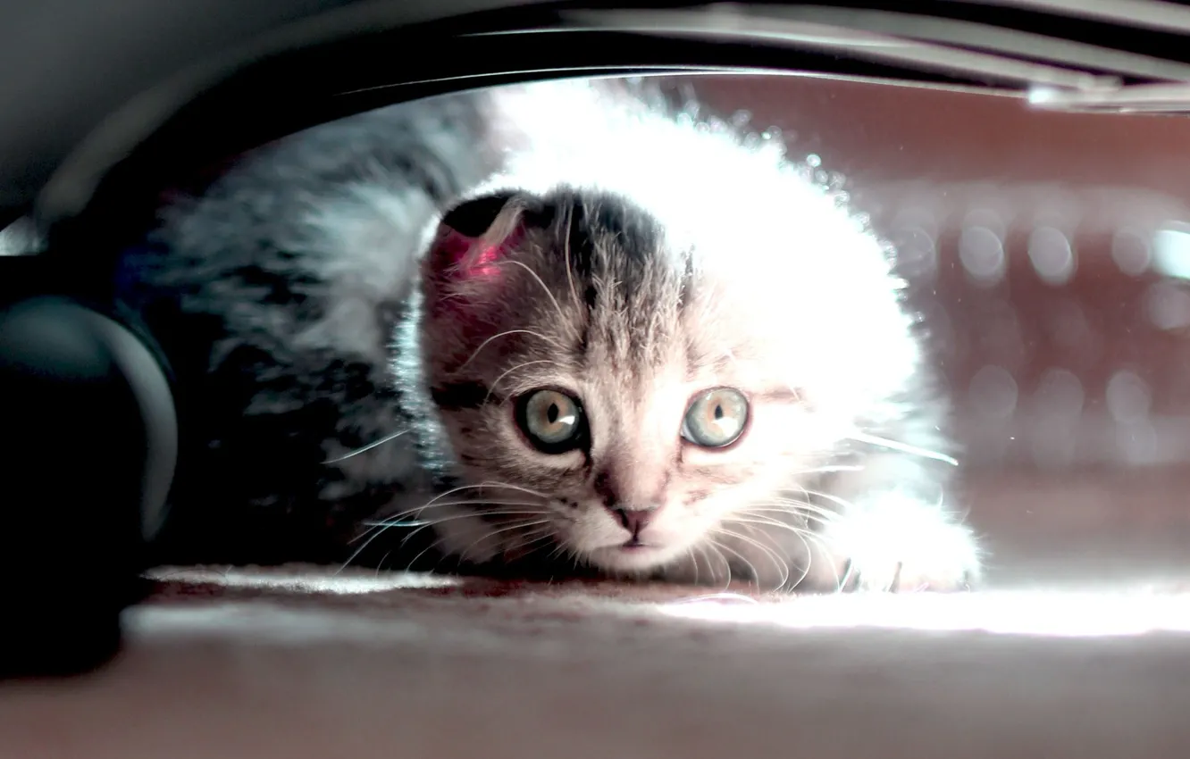 Фото обои кот, животное, котёнок, kitten, cat
