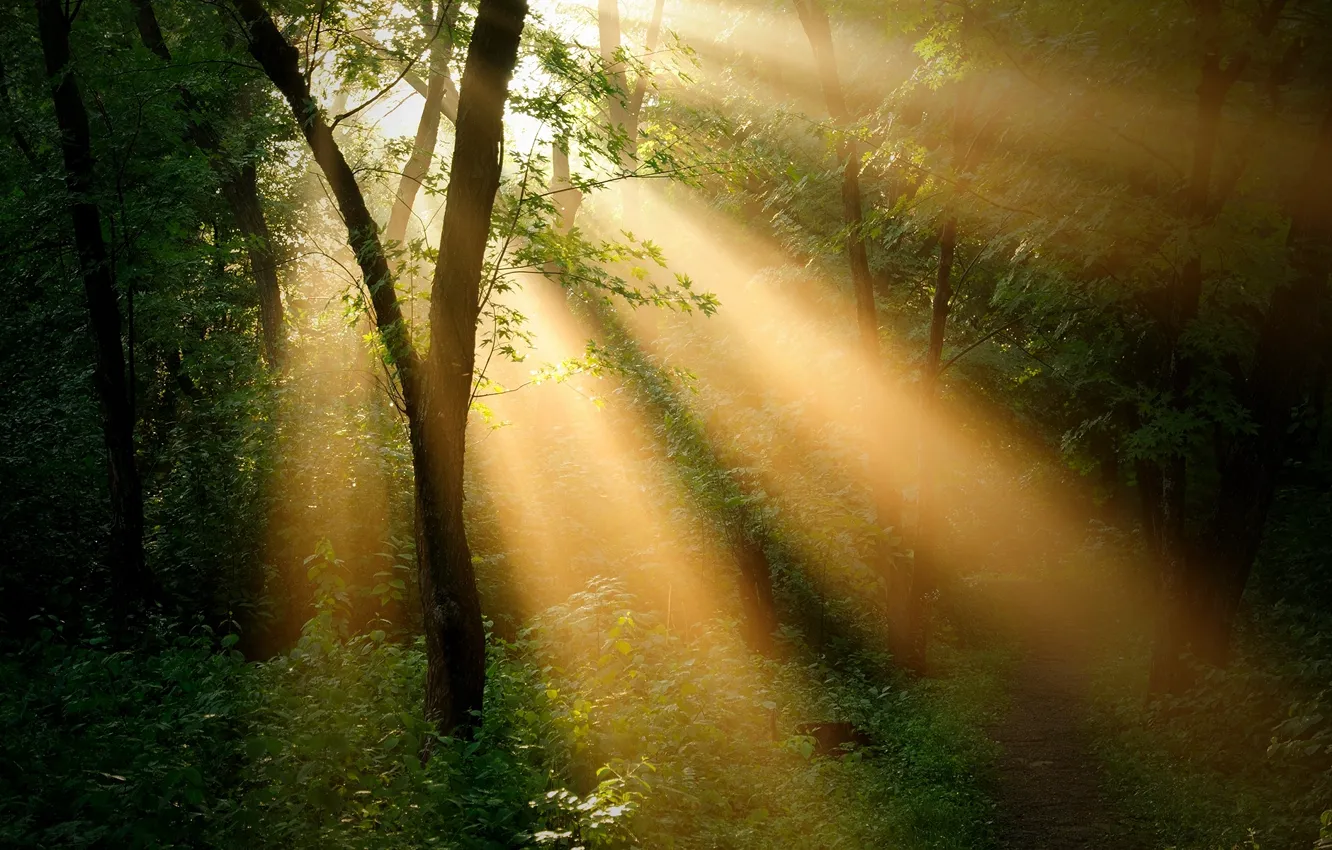 Фото обои лес, пейзаж, луч, деревья. солнце