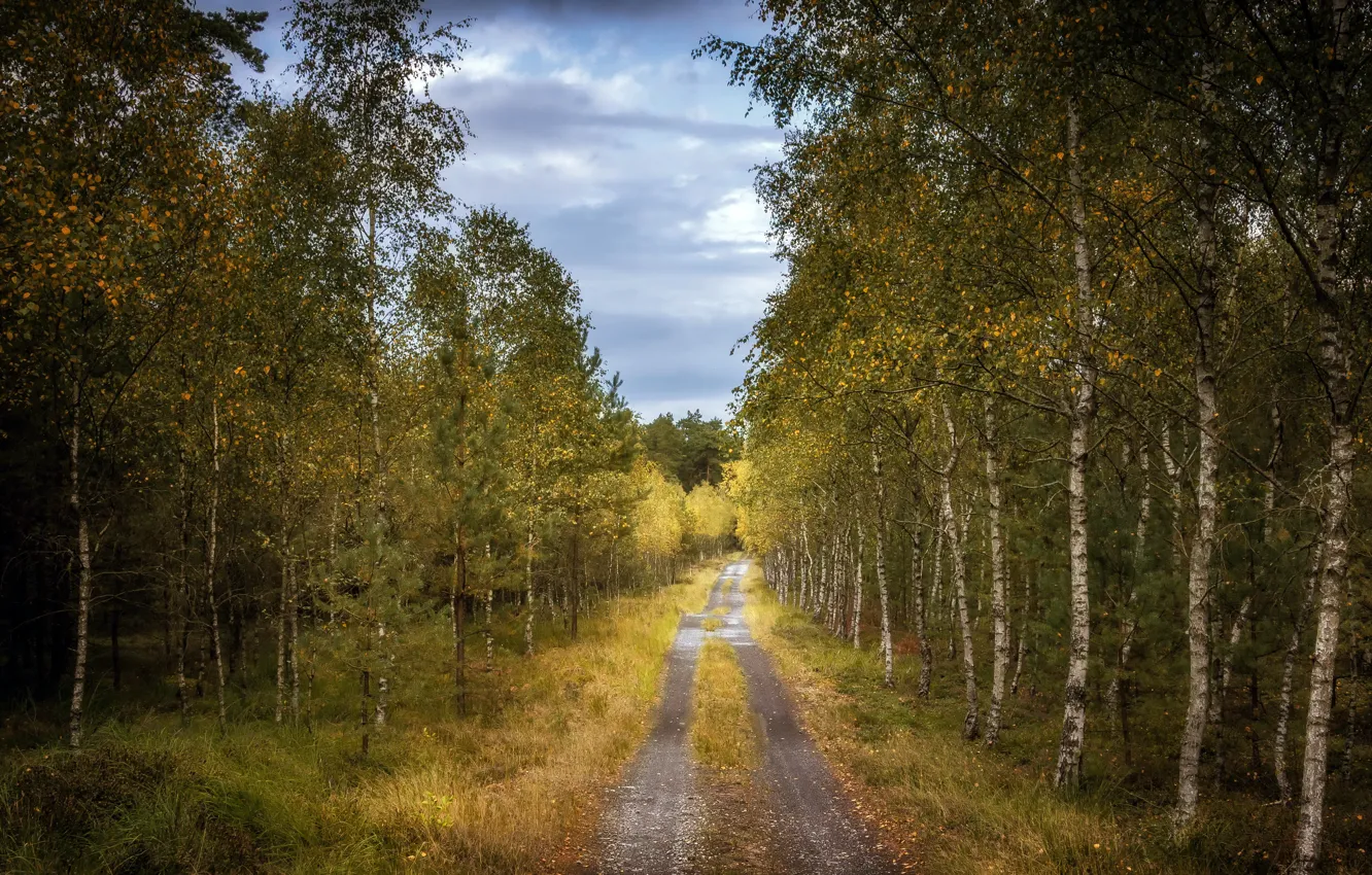 Фото обои дорога, осень, лес
