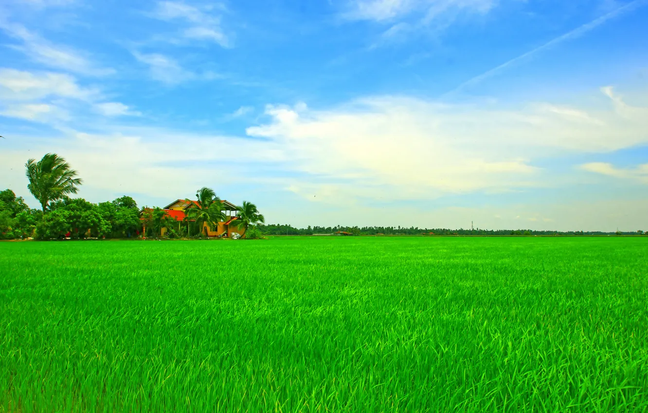 Фото обои поле, небо, деревья, дом, Азия, рис