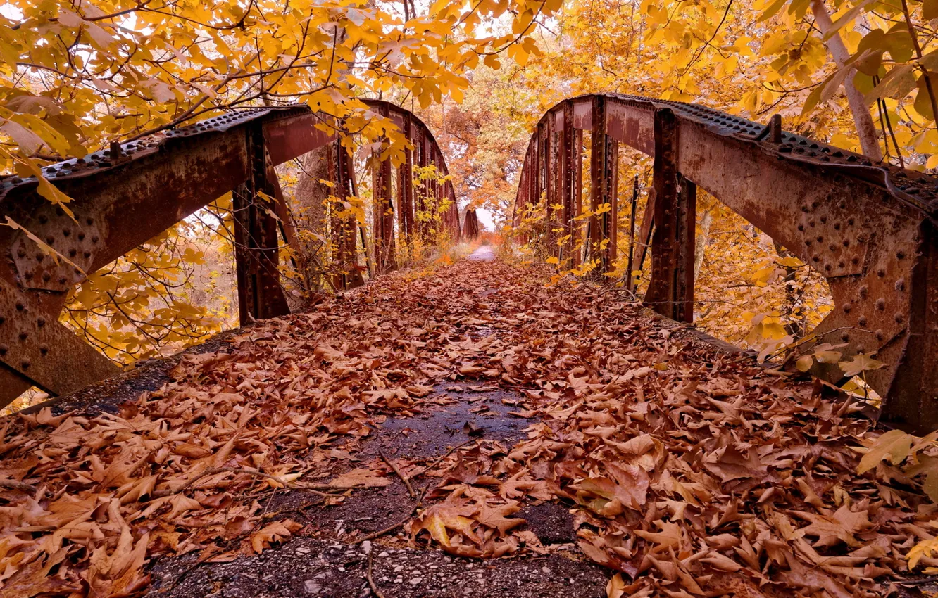 Фото обои осень, листья, мост, парк