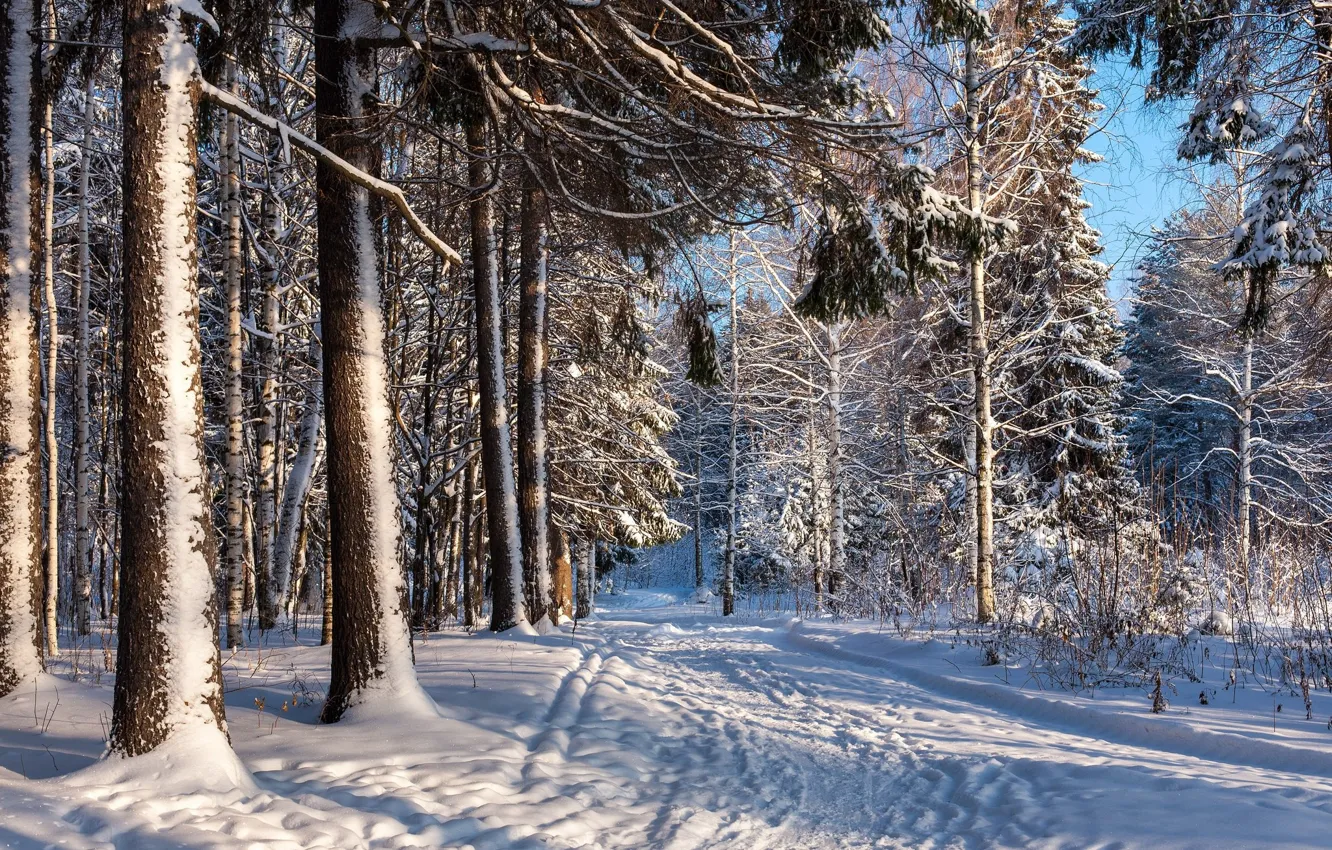 Фото обои зима, дорога, лес, снег, пейзаж, природа, красота, тропа